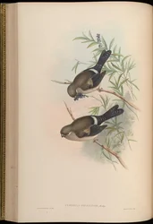 Pyrrhula nipalensis